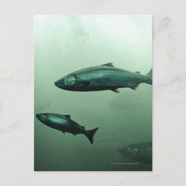 Close up shot of salmon running postcard (Front)