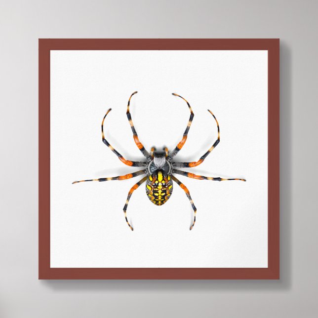Close-up Spider Isolated-23983 Framed Art (Framed Front)