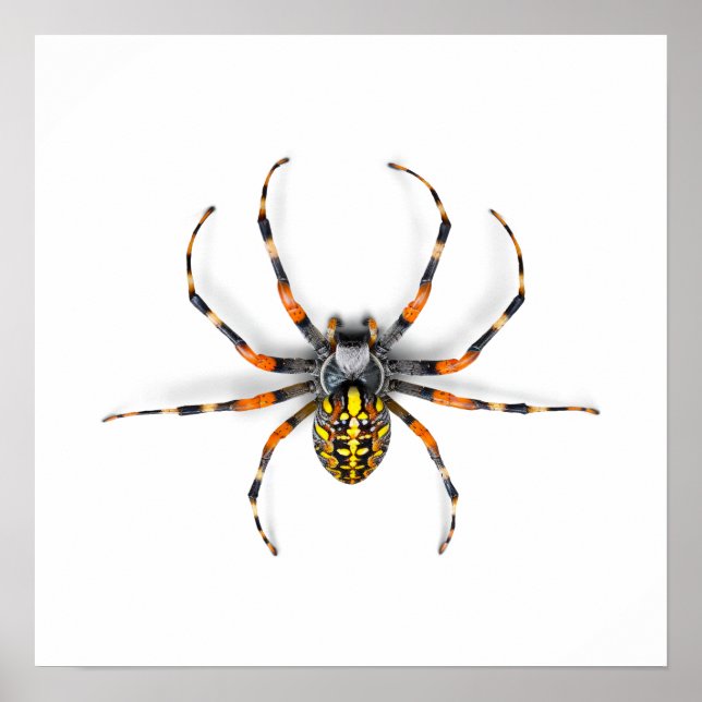 Close-up Spider Isolated-23983 Framed Art (Front)