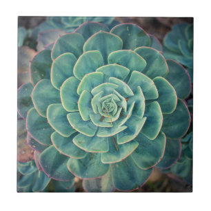 Close-up Succulent Ceramic Tile