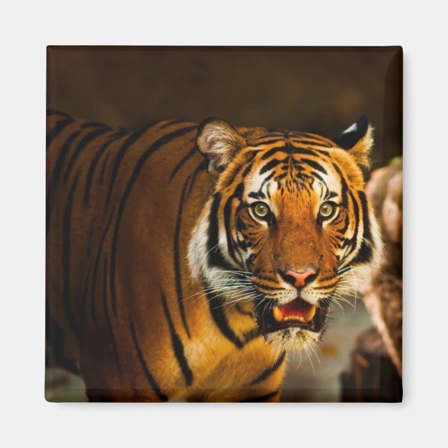 Close-up Tiger Magnet (Front)