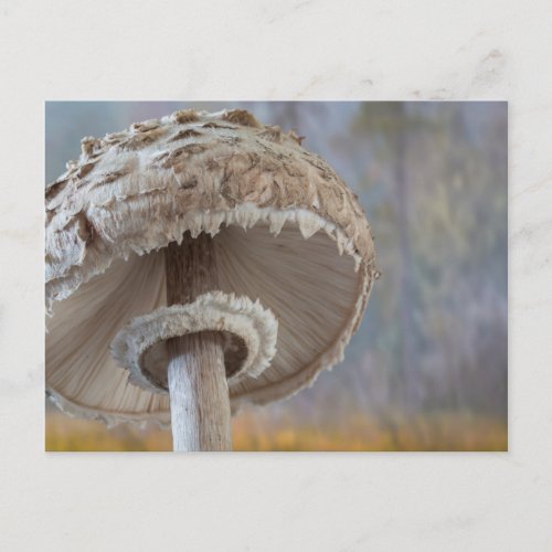 Close_Up Underside Of Mushroom Postcard