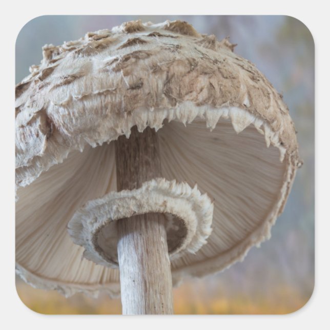 Close-Up Underside Of Mushroom Square Sticker (Front)