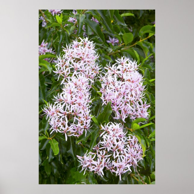 Close-Up View Of Cape Chestnut Poster (Front)