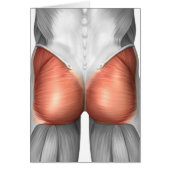 Close-Up View Of Human Gluteal Muscles (Front)