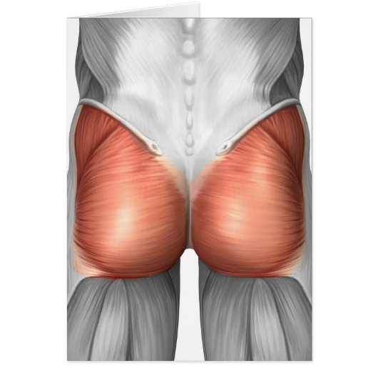 Close-Up View Of Human Gluteal Muscles Cards (Front)
