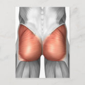 Diagram Illustrating Leg Muscle Groups Postcard