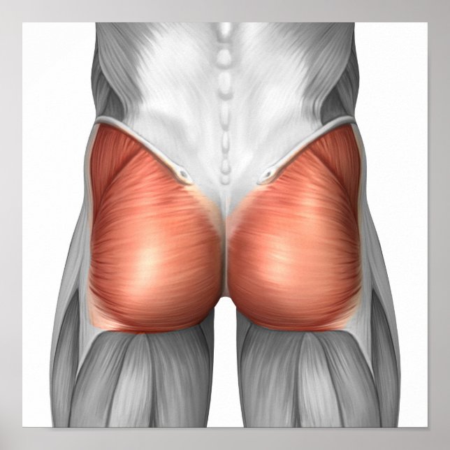 Close-Up View Of Human Gluteal Muscles Poster (Front)