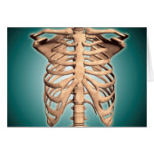 Close-Up View Of Human Rib Cage (Front Horizontal)