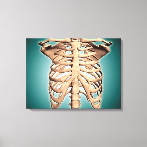 Close_Up View Of Human Rib Cage Canvas Print