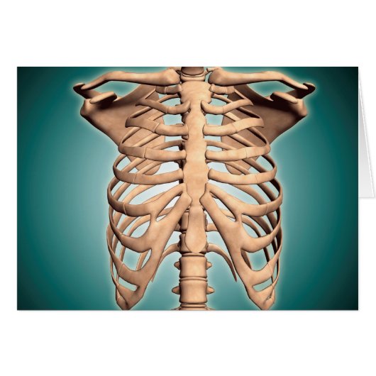Close-Up View Of Human Rib Cage Cards (Front Horizontal)