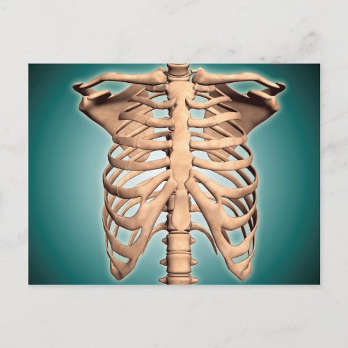 Close_Up View Of Human Rib Cage Postcard