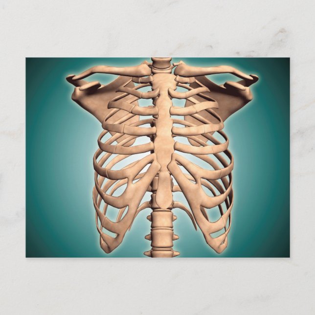 Close-Up View Of Human Rib Cage Postcard (Front)