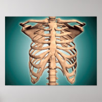 Close-up View Of Human Rib Cage by Stocktrek Images