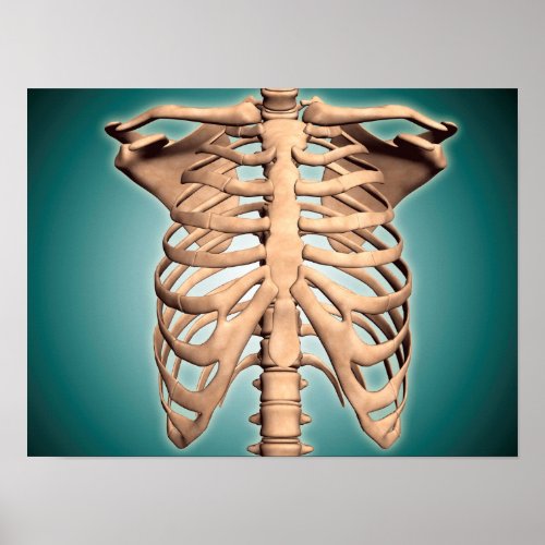 Close_Up View Of Human Rib Cage Poster