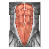 Close-Up View Of Male Abdominal Muscles (Front)