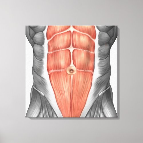 Close_Up View Of Male Abdominal Muscles Canvas Print