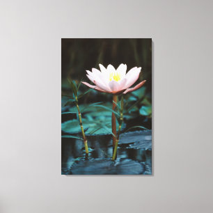 Close-Up view of Water Lily at Inle Lake Canvas Print
