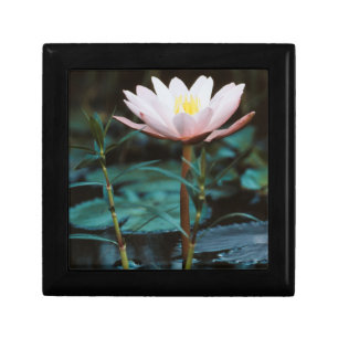 Close-Up view of Water Lily at Inle Lake Keepsake Box