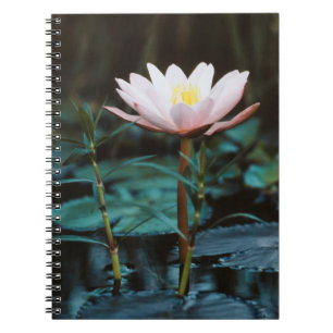 Close-Up view of Water Lily at Inle Lake Notebook