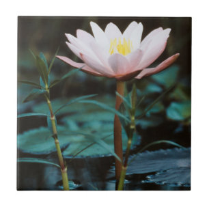 Close-Up view of Water Lily at Inle Lake Tile