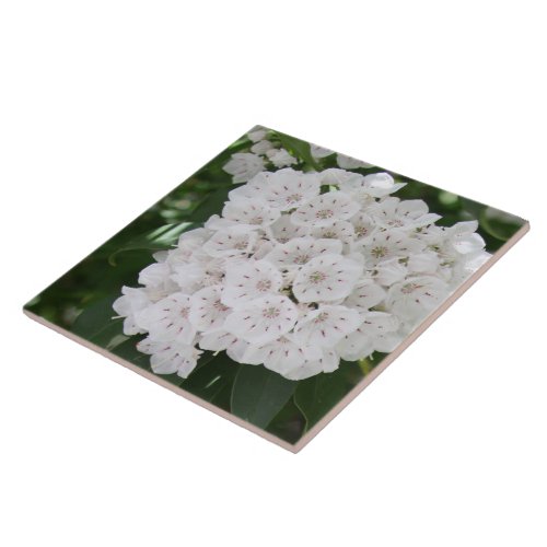 Close up White Mountain Laurel Flowers Ceramic Tile