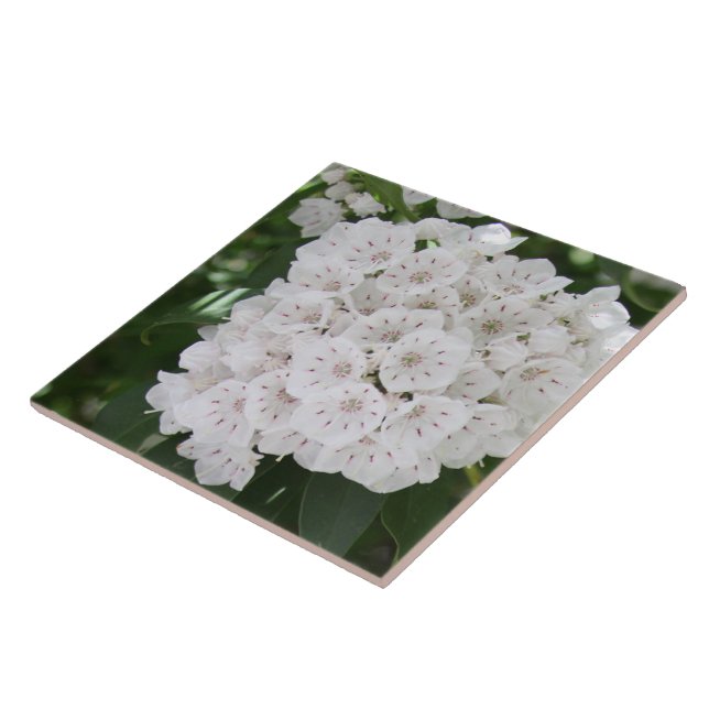 Close up White Mountain Laurel Flowers Ceramic Tile (Side)
