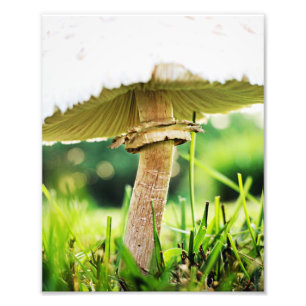 Close up with this Cool Shroom Nature Photography Photo Print
