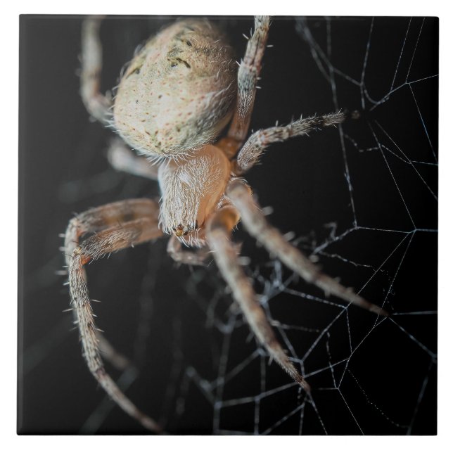 Close Up Wonder: European Garden Spider Ceramic Tile (Front)