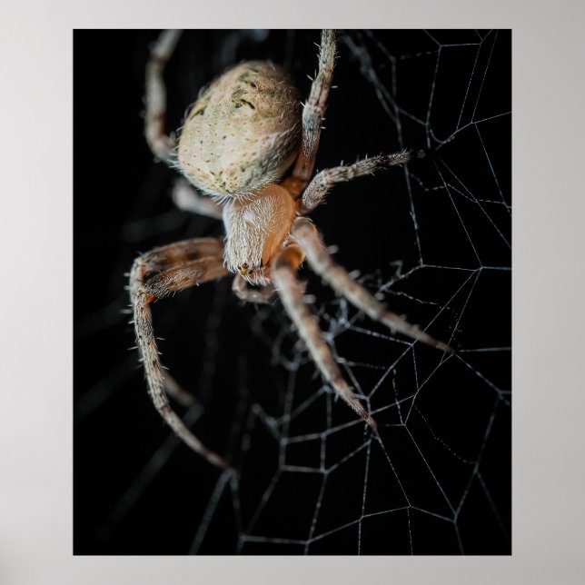 Close Up Wonder: European Garden Spider Poster (Front)