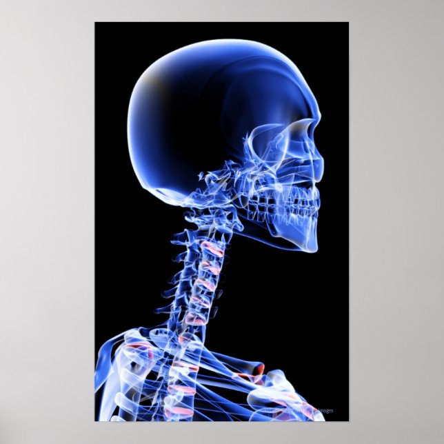 Close up x-ray of the bones in the neck poster (Front)