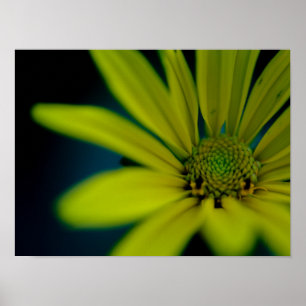 Close up Yellow Wildflower Poster