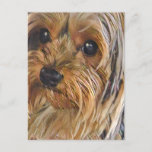 Close-up Yorkshire Terrier Postcard at Zazzle