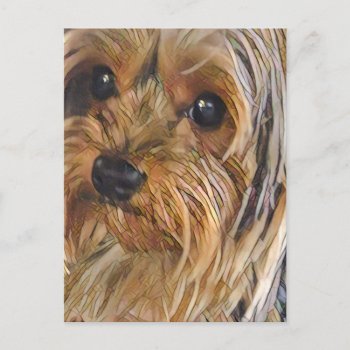 Close-up Yorkshire Terrier Postcard by Shandi_rhae_of_sun at Zazzle