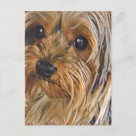 Close-up Yorkshire Terrier Postcard