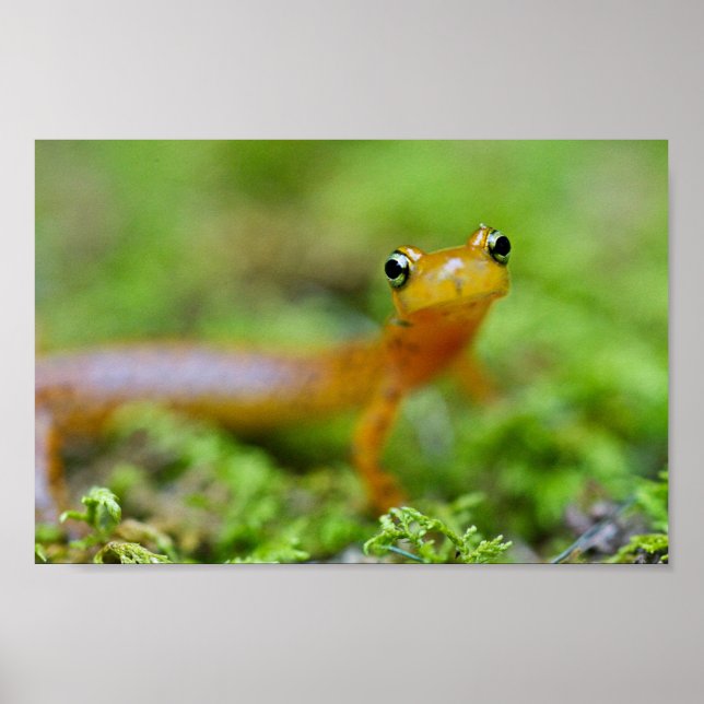 Close view of longtail salamander face poster (Front)