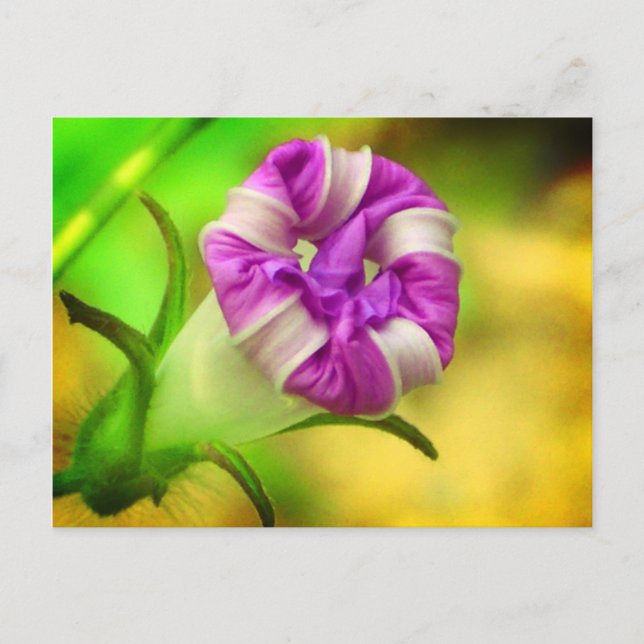 Closed Postcard (Front)