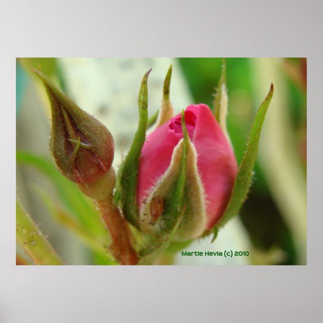 Closed Rose Bud Poster (Front)