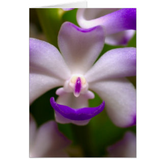 closed up  of Orchid Flower