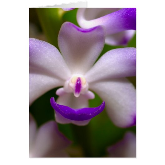 closed up of Orchid Flower Cards (Front)