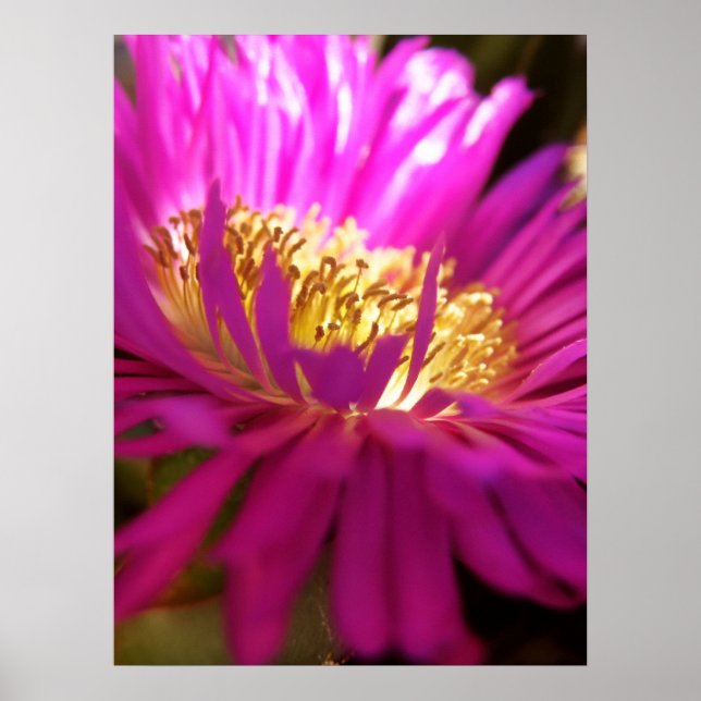 Closer Nature Flower Macro Poster (Front)