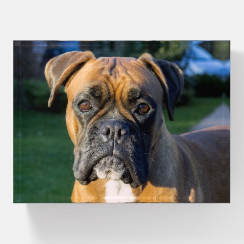 Closer up of a Boxer Dog Paperweight
