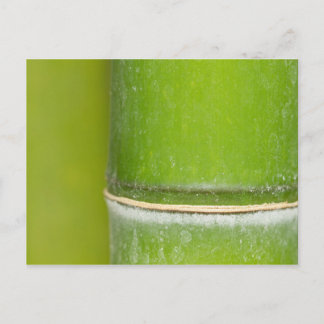 Closeup Bamboo Stalk Postcard
