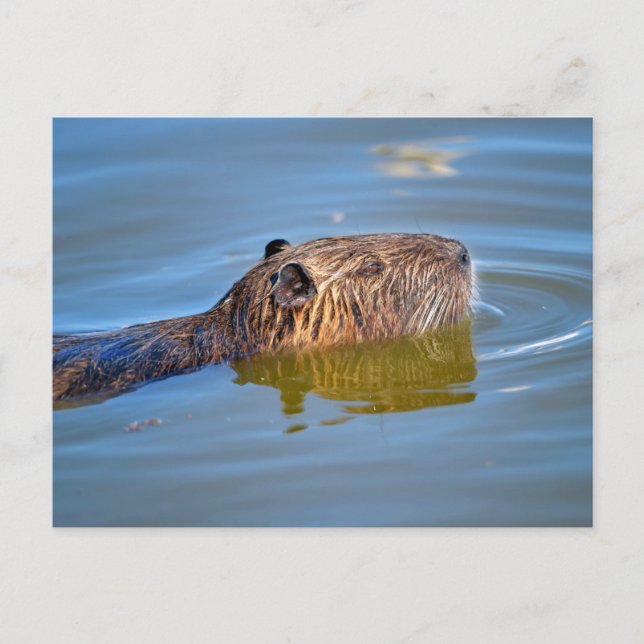 Closeup coypu swimming in pond postcard (Front)