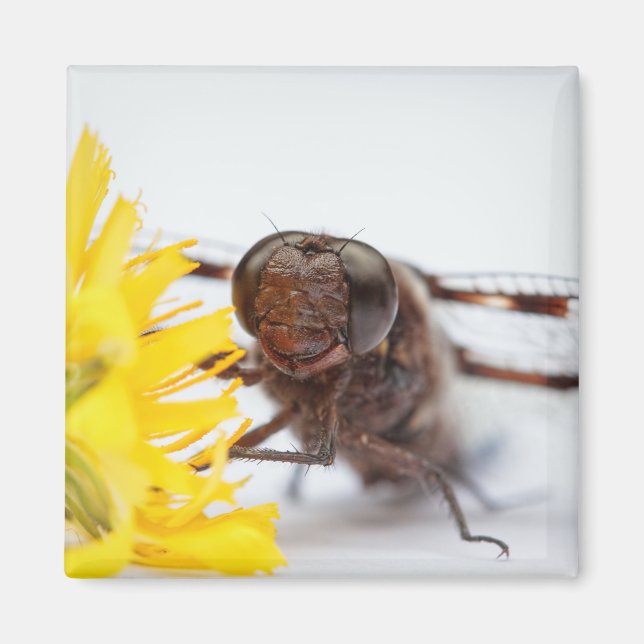 Closeup Dragonfly Face and Yellow Dandelion Flower Magnet (Front)