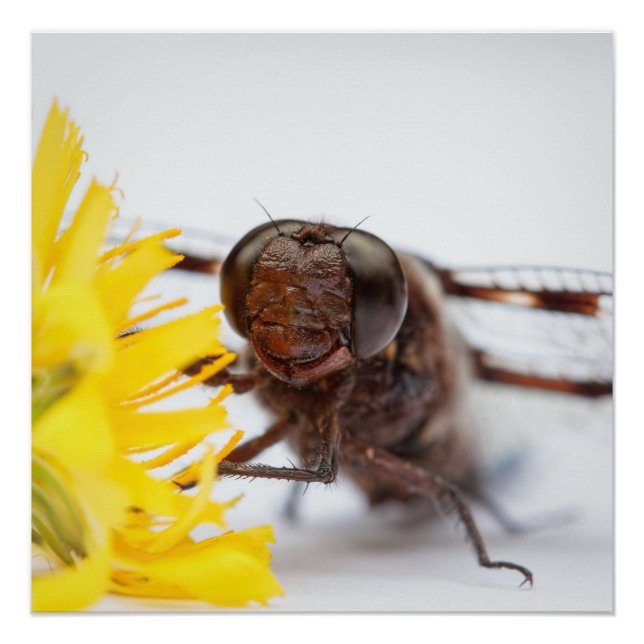 Closeup Dragonfly Face and Yellow Dandelion Flower Poster (Front)