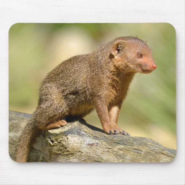 Closeup dwarf mongoose  postcard square sticker me mouse pad (Front)