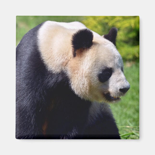 Closeup giant panda seen from profile magnet (Front)