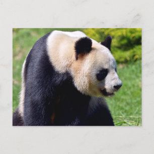 Closeup giant panda seen from profile postcard