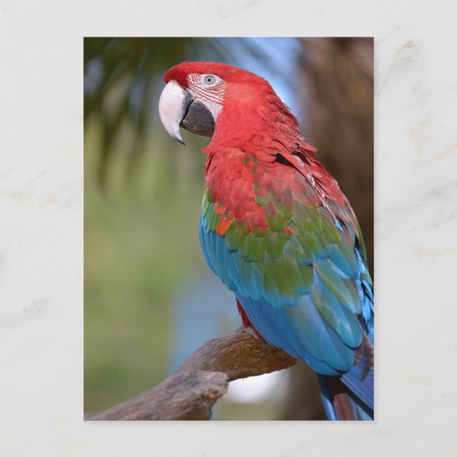 Closeup green-winged macaw postcard (Front)